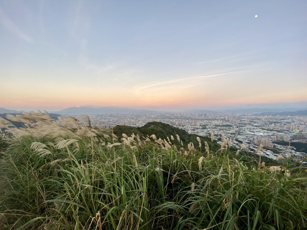 樹林景點-三角埔頂山芒草花季，滿山的芒草花夢幻又浪漫