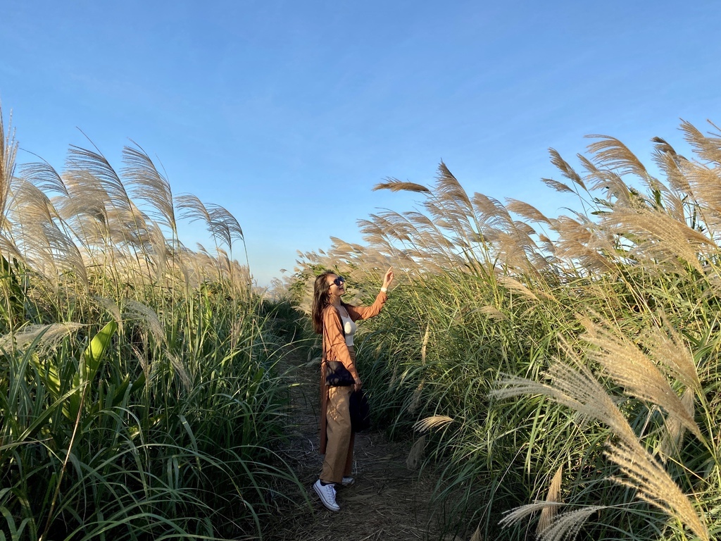 樹林景點-三角埔頂山芒草花季，滿山的芒草花夢幻又浪漫