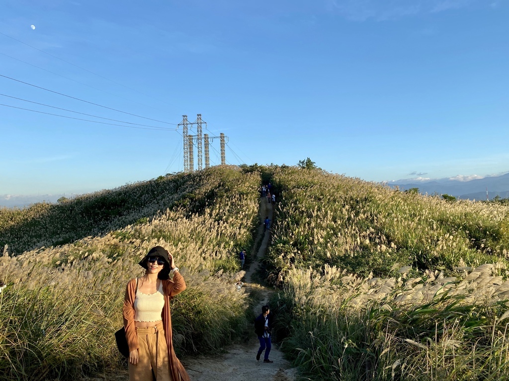 樹林景點-三角埔頂山芒草花季，滿山的芒草花夢幻又浪漫