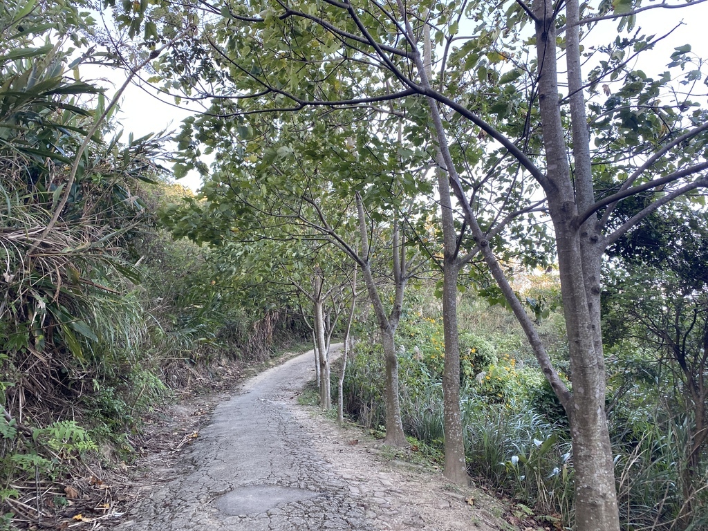 樹林景點-三角埔頂山芒草花季，滿山的芒草花夢幻又浪漫