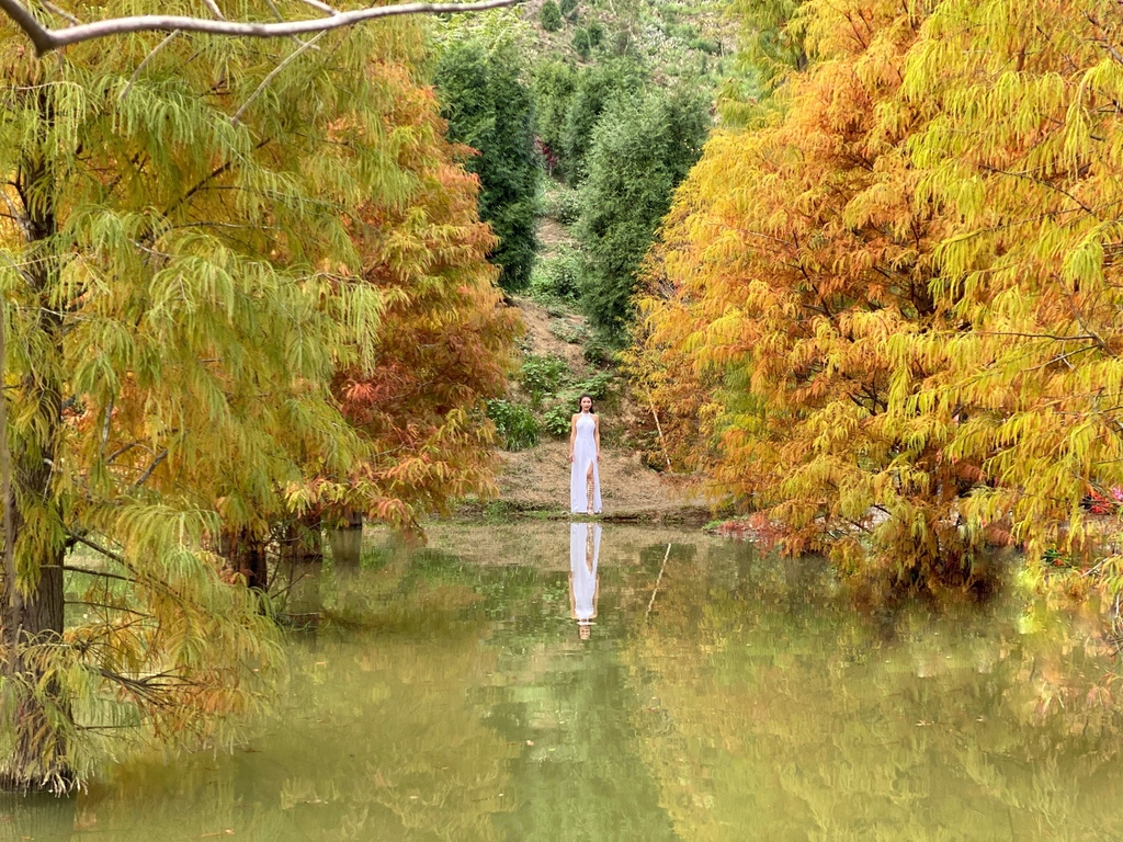 苗栗三灣景點-苗栗三灣落羽松莊園，又美又夢幻的落羽松秘境