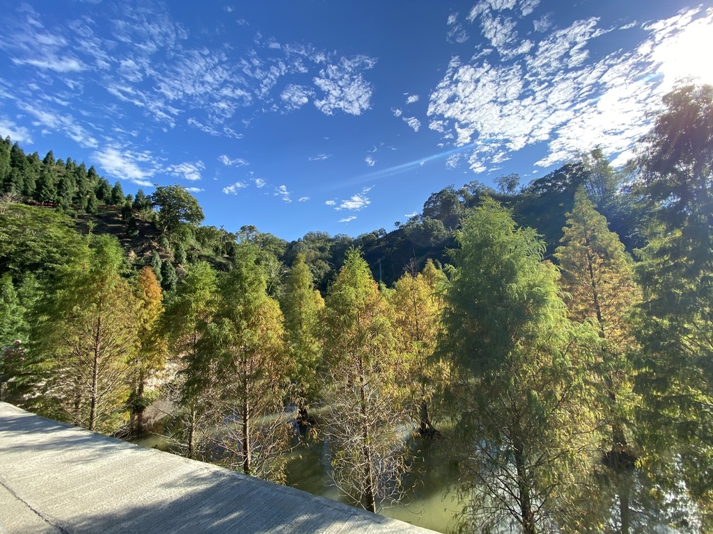 苗栗三灣景點-苗栗三灣落羽松莊園，又美又夢幻的落羽松秘境