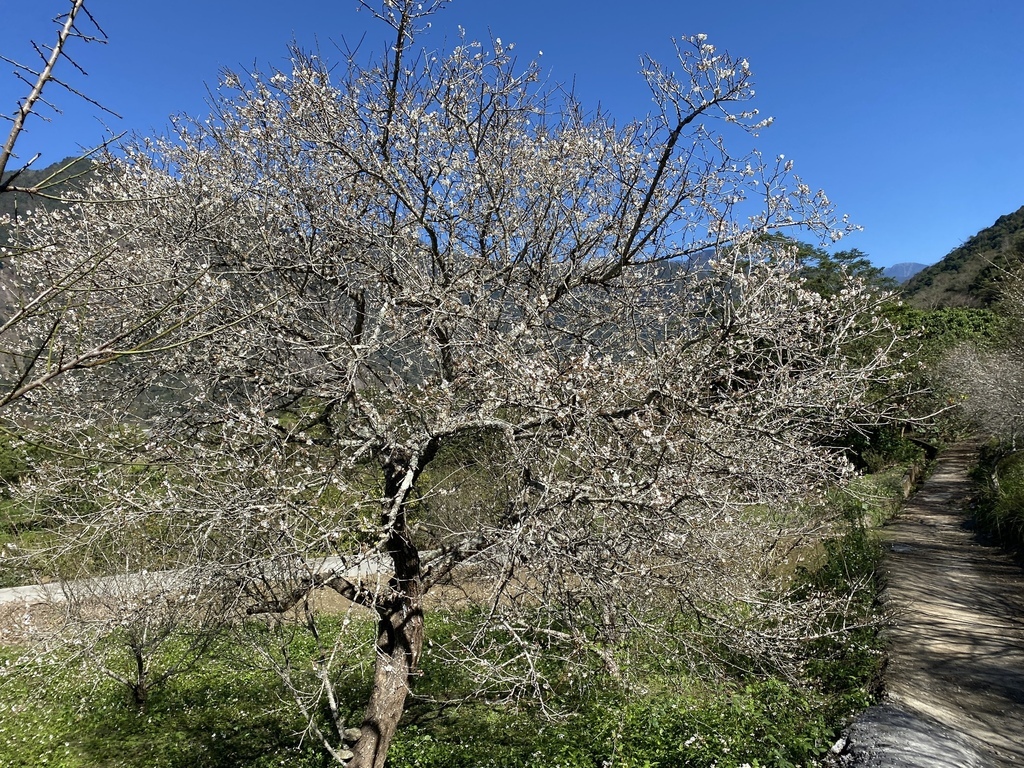 南投仁愛鄉賞梅秘境！一起來仁愛鄉互助國小旁彭家梅園賞梅花