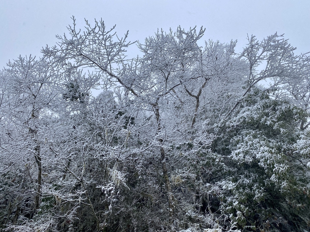 宜蘭大同鄉景點-來台7甲線思源埡口，欣賞被雪包覆的銀白森林