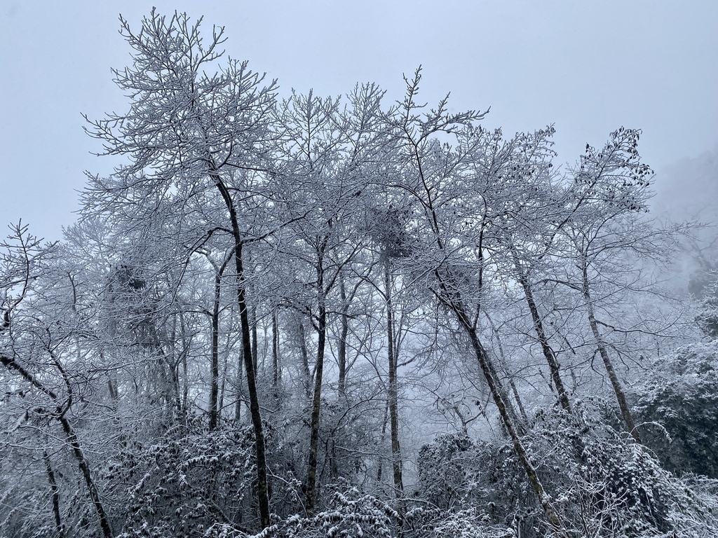 宜蘭大同鄉景點-來台7甲線思源埡口，欣賞被雪包覆的銀白森林