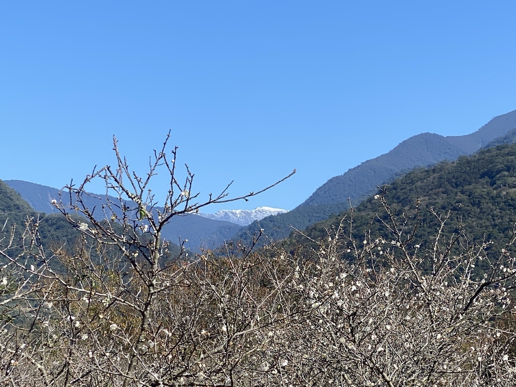 南投仁愛鄉梅花景點-中原部落的賞梅秘境-西伯梅園 南投仁愛鄉梅花景點-中原部落的賞梅秘境-西伯梅園