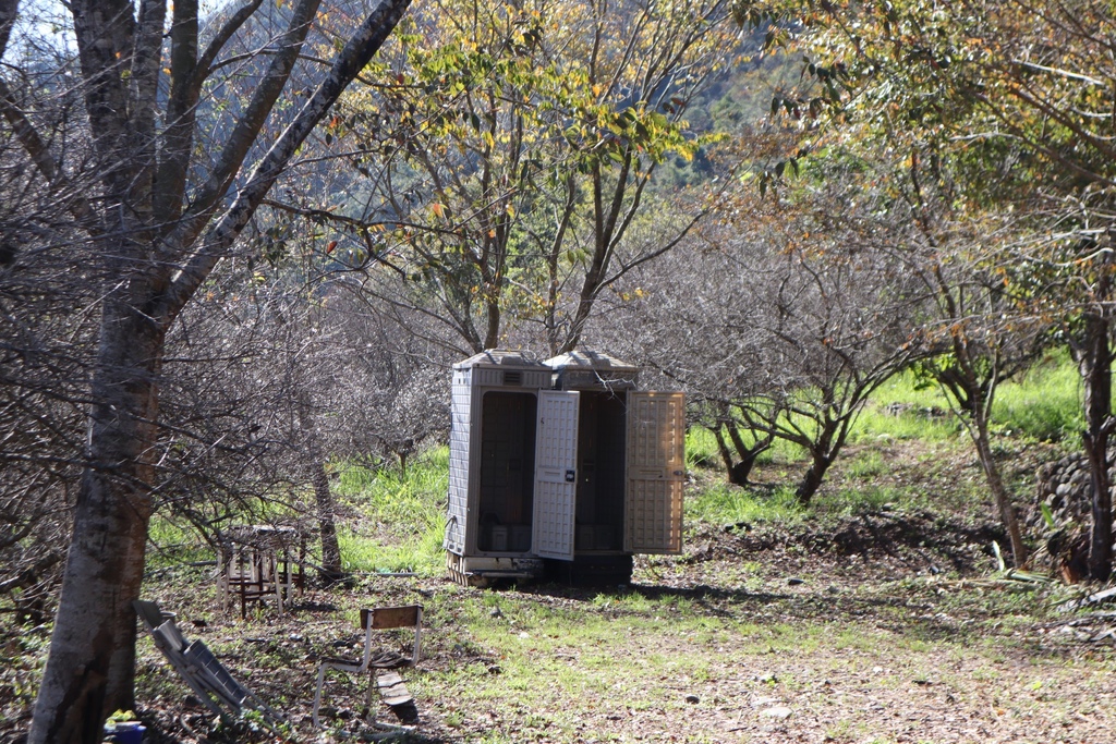 南投仁愛鄉梅花景點-中原部落的賞梅秘境-西伯梅園 南投仁愛鄉梅花景點-中原部落的賞梅秘境-西伯梅園
