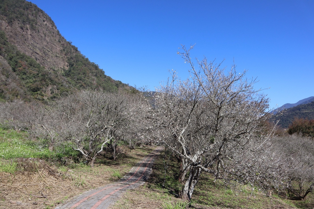 南投仁愛鄉梅花景點-中原部落的賞梅秘境-西伯梅園 南投仁愛鄉梅花景點-中原部落的賞梅秘境-西伯梅園