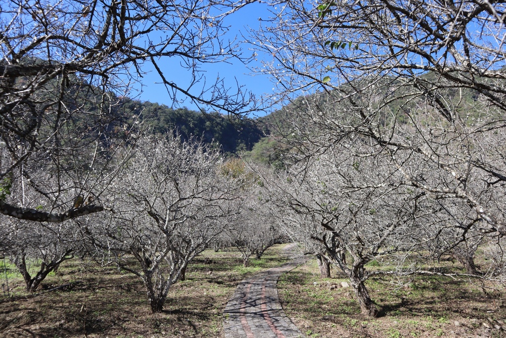 南投仁愛鄉梅花景點-中原部落的賞梅秘境-西伯梅園 南投仁愛鄉梅花景點-中原部落的賞梅秘境-西伯梅園