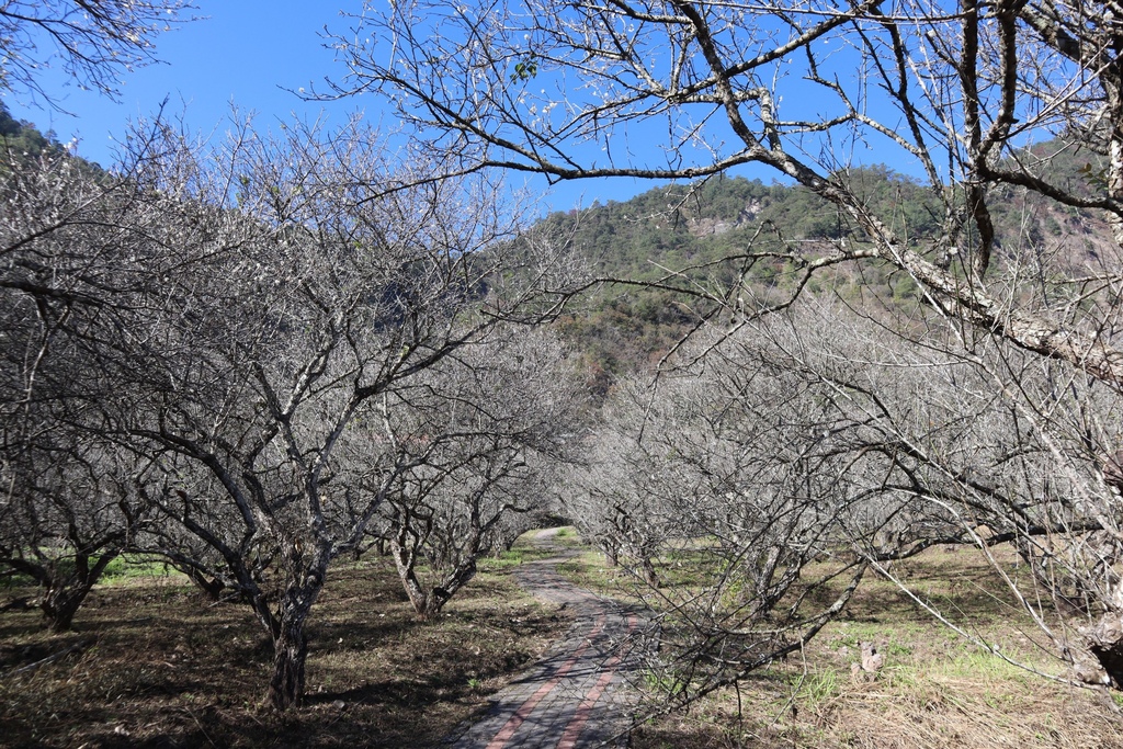 南投仁愛鄉梅花景點-中原部落的賞梅秘境-西伯梅園 南投仁愛鄉梅花景點-中原部落的賞梅秘境-西伯梅園