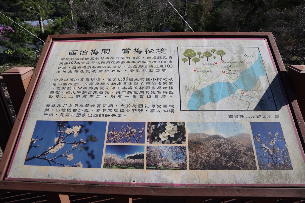 南投仁愛鄉梅花景點-中原部落的賞梅秘境-西伯梅園