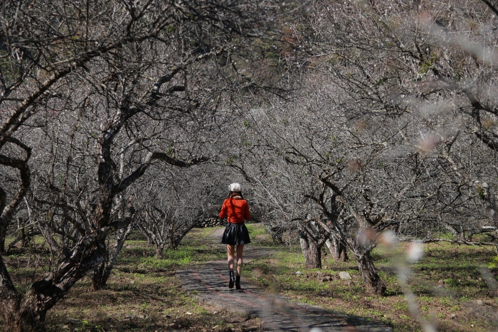 南投仁愛鄉梅花景點-中原部落的賞梅秘境-西伯梅園 南投仁愛鄉梅花景點-中原部落的賞梅秘境-西伯梅園