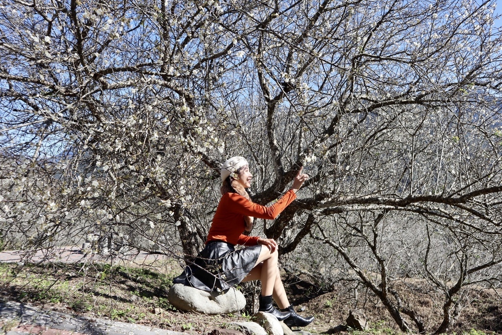 南投仁愛鄉梅花景點-中原部落的賞梅秘境-西伯梅園 南投仁愛鄉梅花景點-中原部落的賞梅秘境-西伯梅園