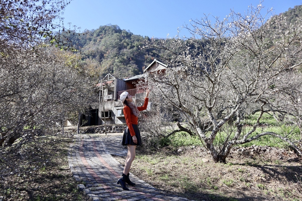 南投仁愛鄉梅花景點-中原部落的賞梅秘境-西伯梅園 南投仁愛鄉梅花景點-中原部落的賞梅秘境-西伯梅園