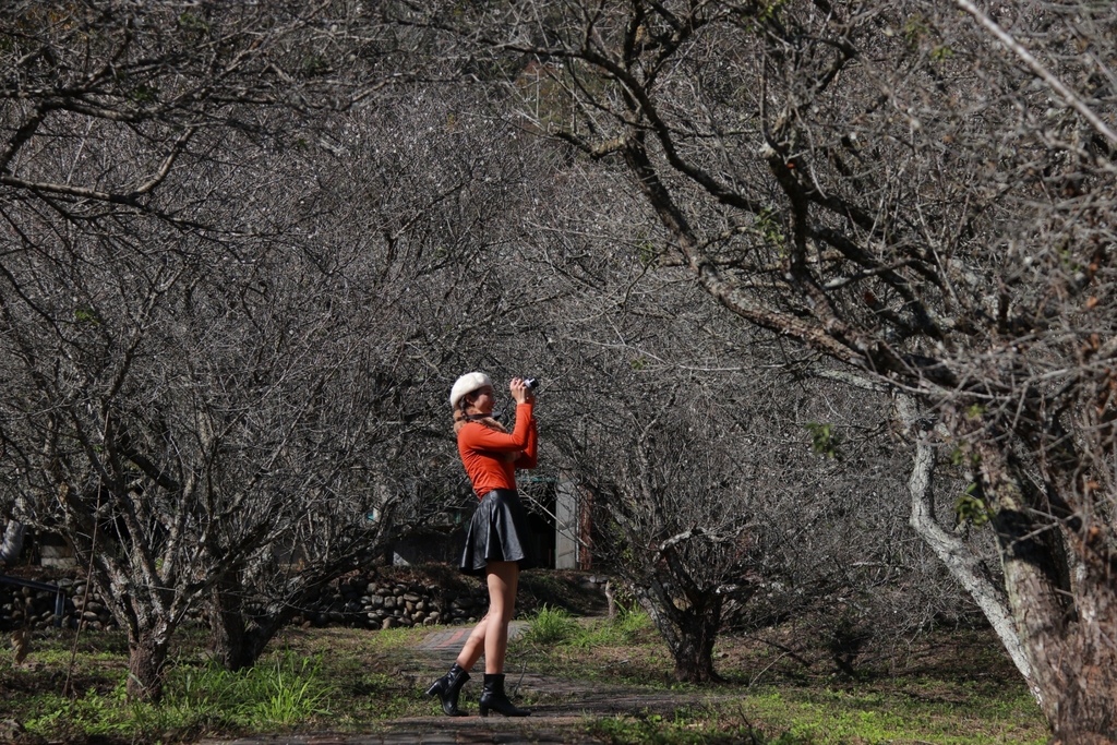 南投仁愛鄉梅花景點-中原部落的賞梅秘境-西伯梅園 南投仁愛鄉梅花景點-中原部落的賞梅秘境-西伯梅園
