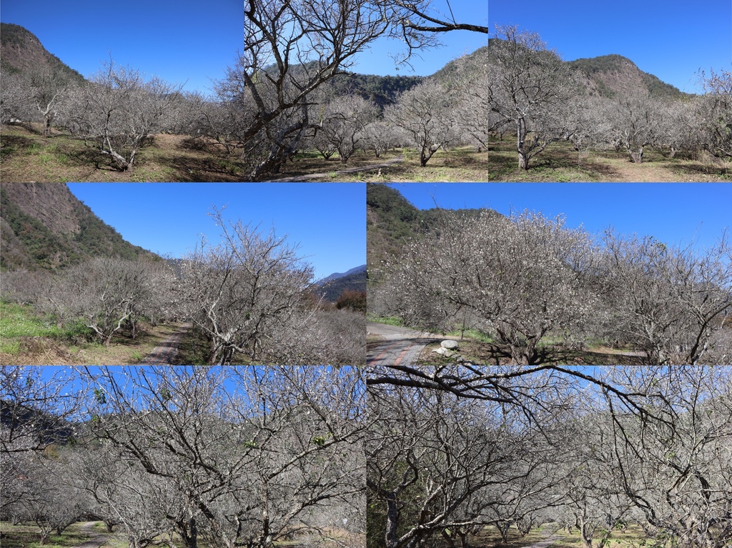南投仁愛鄉梅花景點-中原部落的賞梅秘境-西伯梅園 南投仁愛鄉梅花景點-中原部落的賞梅秘境-西伯梅園