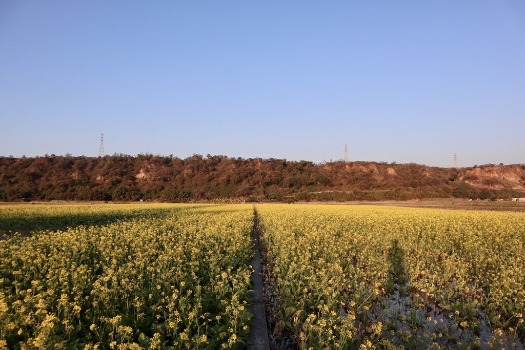 台中外埔忘憂谷的限定美景-油菜花田，台中版的伯朗大道