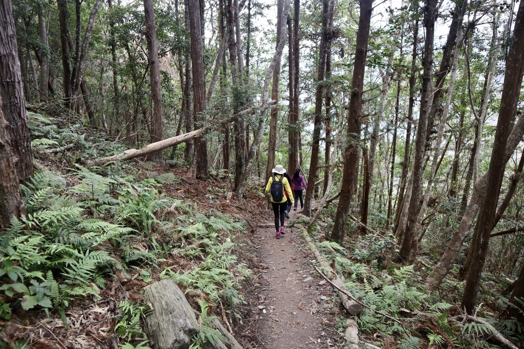 花蓮卓溪鄉景點-瓦拉米步道！走鋼索吊橋、進山林欣賞山風瀑布(布農族佳心部落)