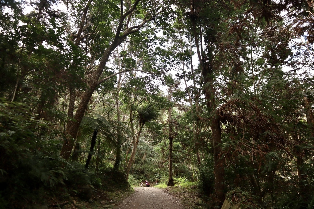 花蓮卓溪鄉景點-瓦拉米步道！走鋼索吊橋、進山林欣賞山風瀑布(布農族佳心部落)