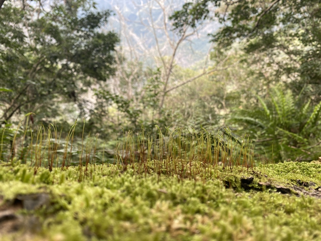 花蓮卓溪鄉景點-瓦拉米步道！走鋼索吊橋、進山林欣賞山風瀑布(布農族佳心部落)