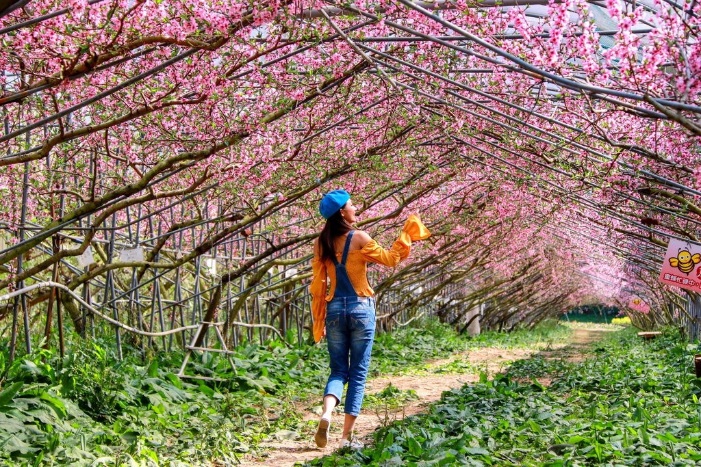 不能錯過的南投仁愛鄉景點-到國立臺灣大學山地實驗農場(台大梅峰農場)欣賞超美桃花廊、採水蜜桃 不能錯過的南投仁愛鄉景點-到國立臺灣大學山地實驗農場(台大梅峰農場)欣賞超美桃花廊、採水蜜桃