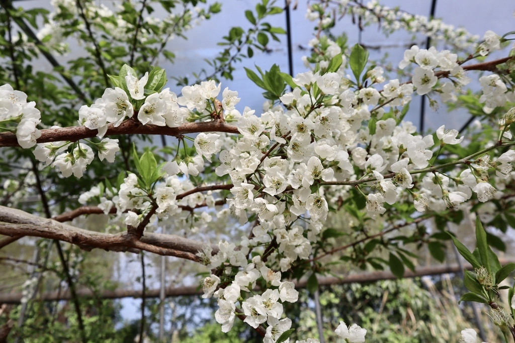 不能錯過的南投仁愛鄉景點-到國立臺灣大學山地實驗農場(台大梅峰農場)欣賞超美桃花廊、採水蜜桃 不能錯過的南投仁愛鄉景點-到國立臺灣大學山地實驗農場(台大梅峰農場)欣賞超美桃花廊、採水蜜桃