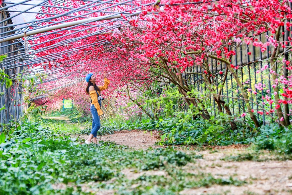 不能錯過的南投仁愛鄉景點-到國立臺灣大學山地實驗農場(台大梅峰農場)欣賞超美桃花廊、採水蜜桃 不能錯過的南投仁愛鄉景點-到國立臺灣大學山地實驗農場(台大梅峰農場)欣賞超美桃花廊、採水蜜桃
