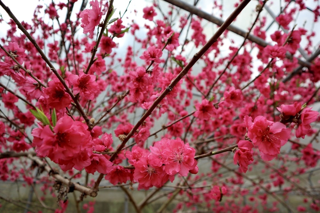 不能錯過的南投仁愛鄉景點-到國立臺灣大學山地實驗農場(台大梅峰農場)欣賞超美桃花廊、採水蜜桃 不能錯過的南投仁愛鄉景點-到國立臺灣大學山地實驗農場(台大梅峰農場)欣賞超美桃花廊、採水蜜桃