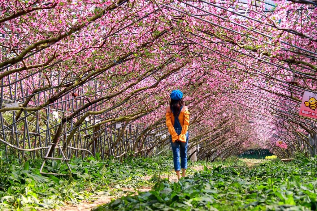 不能錯過的南投仁愛鄉景點-到國立臺灣大學山地實驗農場(台大梅峰農場)欣賞超美桃花廊、採水蜜桃 不能錯過的南投仁愛鄉景點-到國立臺灣大學山地實驗農場(台大梅峰農場)欣賞超美桃花廊、採水蜜桃