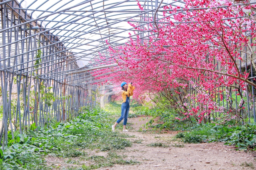 不能錯過的南投仁愛鄉景點-到國立臺灣大學山地實驗農場(台大梅峰農場)欣賞超美桃花廊、採水蜜桃 不能錯過的南投仁愛鄉景點-到國立臺灣大學山地實驗農場(台大梅峰農場)欣賞超美桃花廊、採水蜜桃