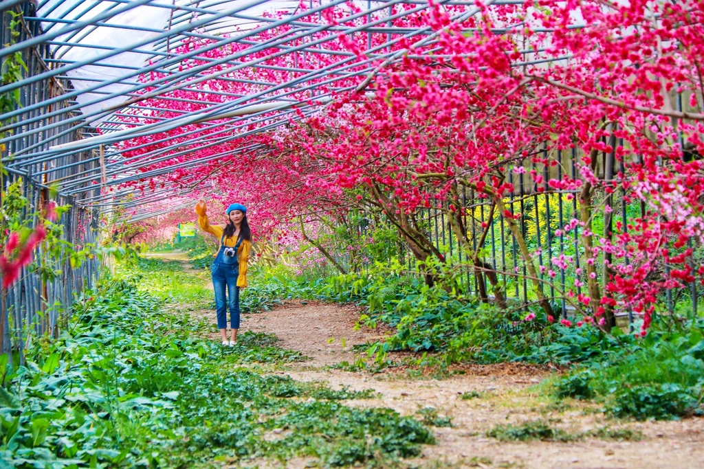 不能錯過的南投仁愛鄉景點-到國立臺灣大學山地實驗農場(台大梅峰農場)欣賞超美桃花廊、採水蜜桃 不能錯過的南投仁愛鄉景點-到國立臺灣大學山地實驗農場(台大梅峰農場)欣賞超美桃花廊、採水蜜桃