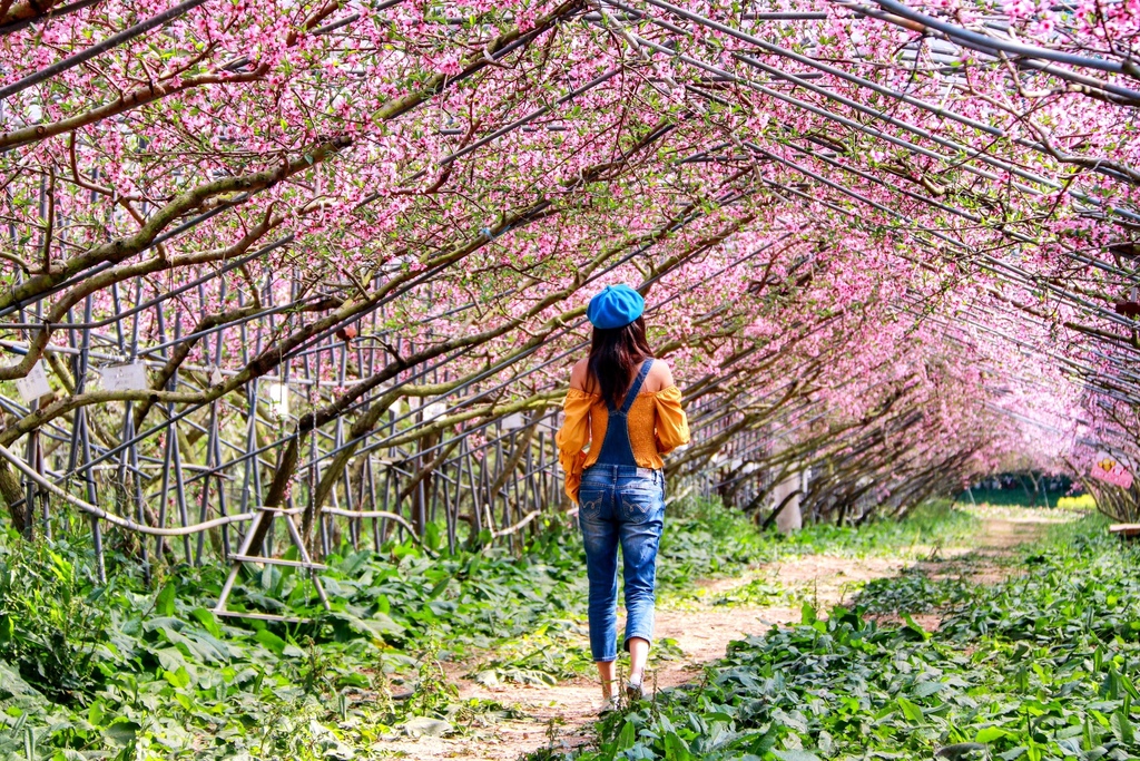 不能錯過的南投仁愛鄉景點-到國立臺灣大學山地實驗農場(台大梅峰農場)欣賞超美桃花廊、採水蜜桃 不能錯過的南投仁愛鄉景點-到國立臺灣大學山地實驗農場(台大梅峰農場)欣賞超美桃花廊、採水蜜桃