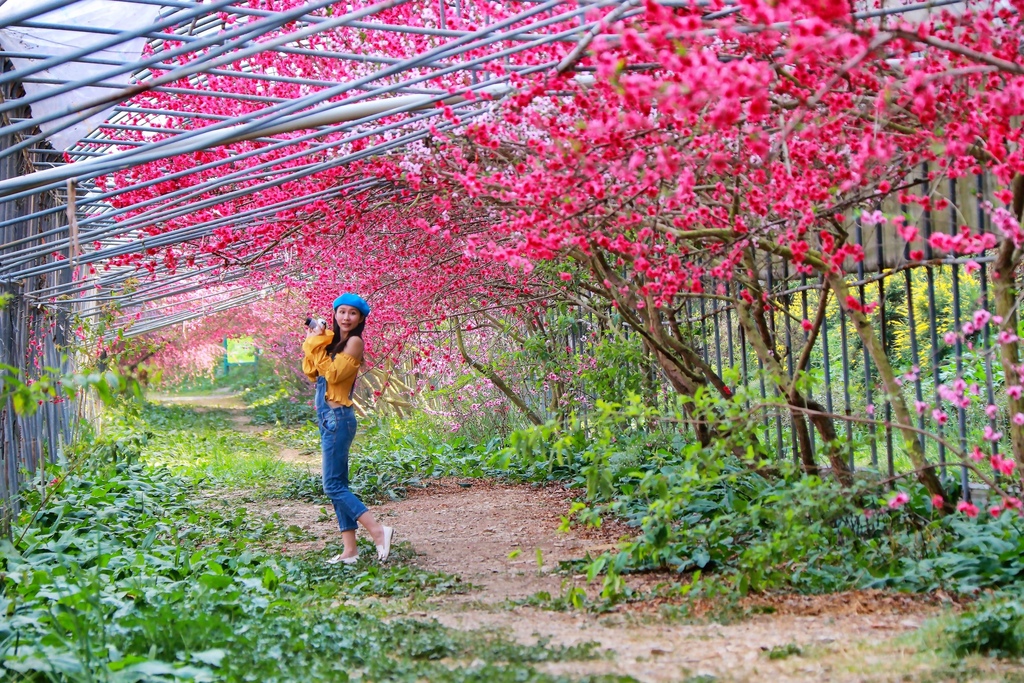 不能錯過的南投仁愛鄉景點-到國立臺灣大學山地實驗農場(台大梅峰農場)欣賞超美桃花廊、採水蜜桃 不能錯過的南投仁愛鄉景點-到國立臺灣大學山地實驗農場(台大梅峰農場)欣賞超美桃花廊、採水蜜桃
