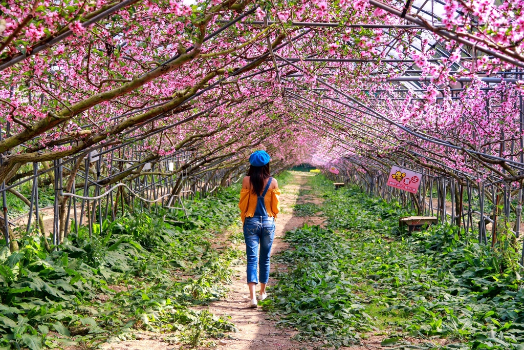 不能錯過的南投仁愛鄉景點-到國立臺灣大學山地實驗農場(台大梅峰農場)欣賞超美桃花廊、採水蜜桃 不能錯過的南投仁愛鄉景點-到國立臺灣大學山地實驗農場(台大梅峰農場)欣賞超美桃花廊、採水蜜桃