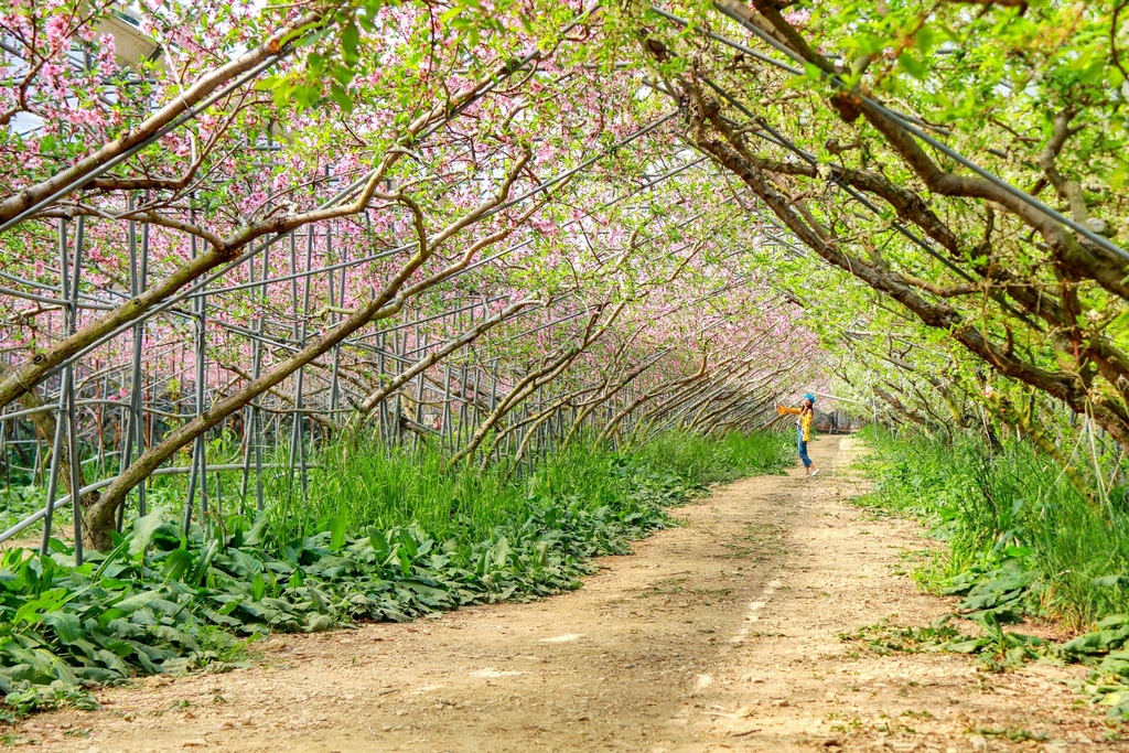 不能錯過的南投仁愛鄉景點-到國立臺灣大學山地實驗農場(台大梅峰農場)欣賞超美桃花廊、採水蜜桃 不能錯過的南投仁愛鄉景點-到國立臺灣大學山地實驗農場(台大梅峰農場)欣賞超美桃花廊、採水蜜桃