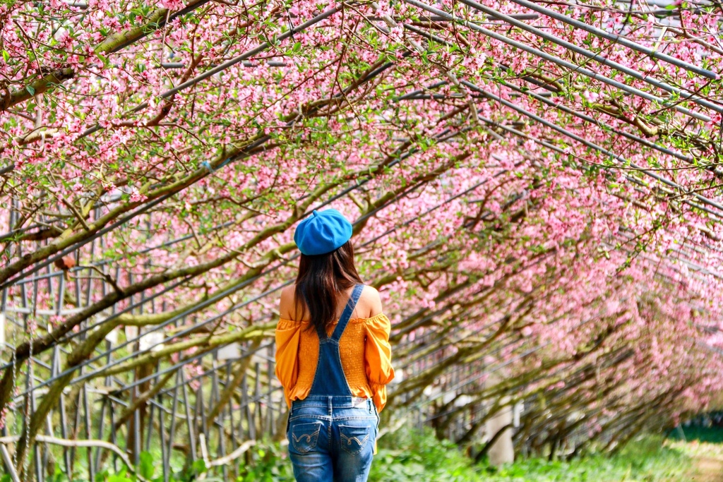 不能錯過的南投仁愛鄉景點-到國立臺灣大學山地實驗農場(台大梅峰農場)欣賞超美桃花廊、採水蜜桃 不能錯過的南投仁愛鄉景點-到國立臺灣大學山地實驗農場(台大梅峰農場)欣賞超美桃花廊、採水蜜桃