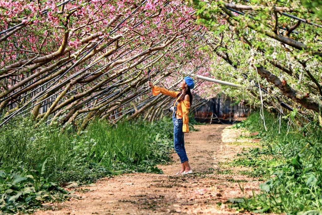 不能錯過的南投仁愛鄉景點-到國立臺灣大學山地實驗農場(台大梅峰農場)欣賞超美桃花廊、採水蜜桃 不能錯過的南投仁愛鄉景點-到國立臺灣大學山地實驗農場(台大梅峰農場)欣賞超美桃花廊、採水蜜桃
