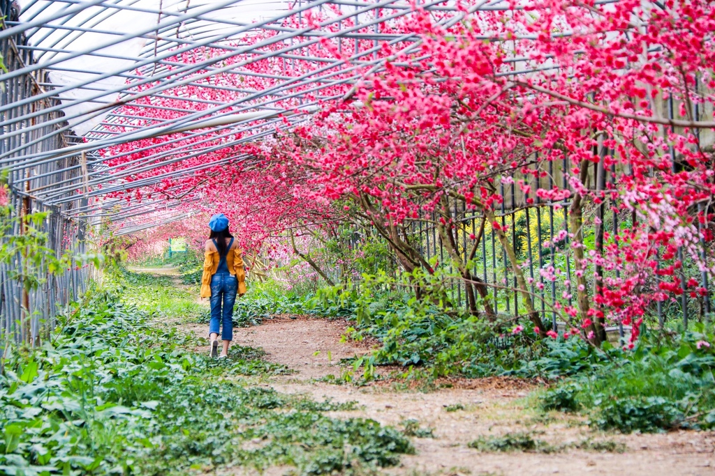 不能錯過的南投仁愛鄉景點-到國立臺灣大學山地實驗農場(台大梅峰農場)欣賞超美桃花廊、採水蜜桃 不能錯過的南投仁愛鄉景點-到國立臺灣大學山地實驗農場(台大梅峰農場)欣賞超美桃花廊、採水蜜桃