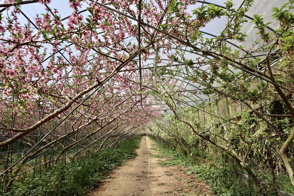 不能錯過的南投仁愛鄉景點-到國立臺灣大學山地實驗農場(台大梅峰農場)欣賞超美桃花廊、採水蜜桃 不能錯過的南投仁愛鄉景點-到國立臺灣大學山地實驗農場(台大梅峰農場)欣賞超美桃花廊、採水蜜桃
