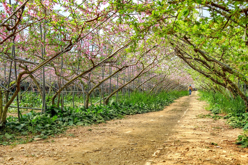 不能錯過的南投仁愛鄉景點-到國立臺灣大學山地實驗農場(台大梅峰農場)欣賞超美桃花廊、採水蜜桃 不能錯過的南投仁愛鄉景點-到國立臺灣大學山地實驗農場(台大梅峰農場)欣賞超美桃花廊、採水蜜桃