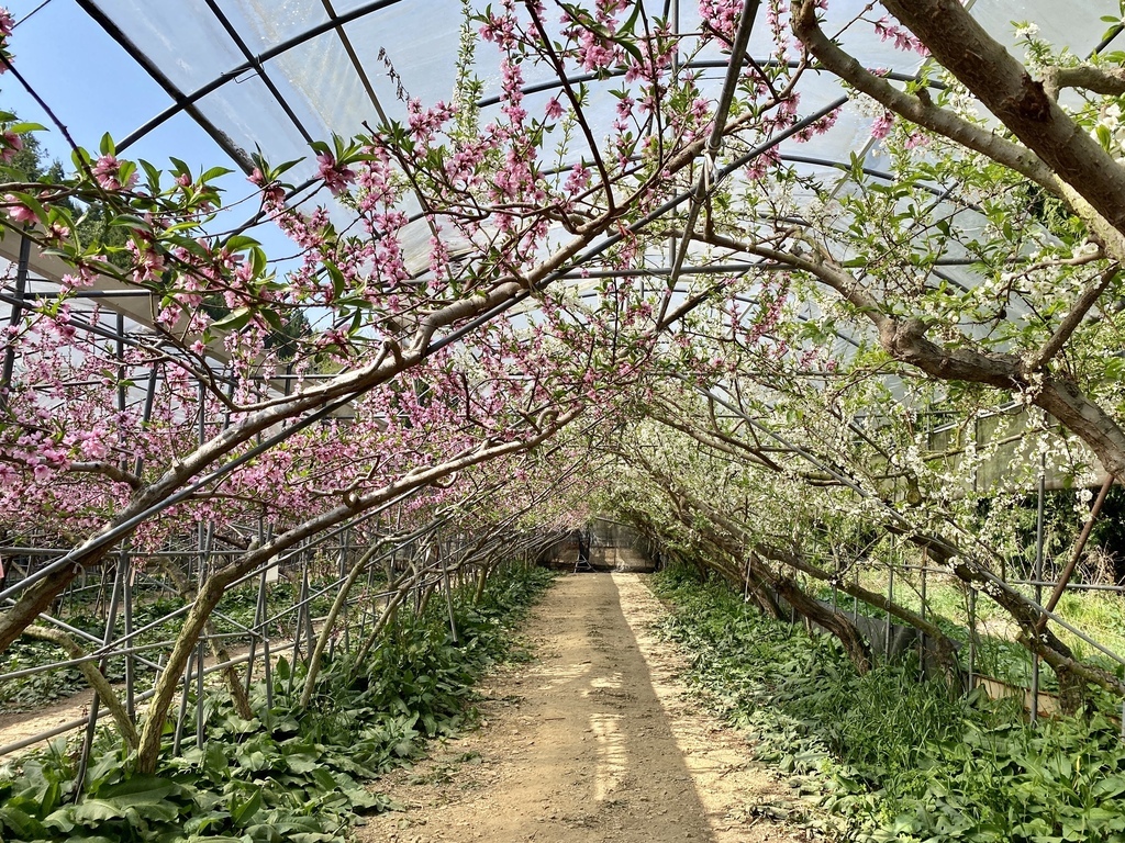 不能錯過的南投仁愛鄉景點-到國立臺灣大學山地實驗農場(台大梅峰農場)欣賞超美桃花廊、採水蜜桃 不能錯過的南投仁愛鄉景點-到國立臺灣大學山地實驗農場(台大梅峰農場)欣賞超美桃花廊、採水蜜桃
