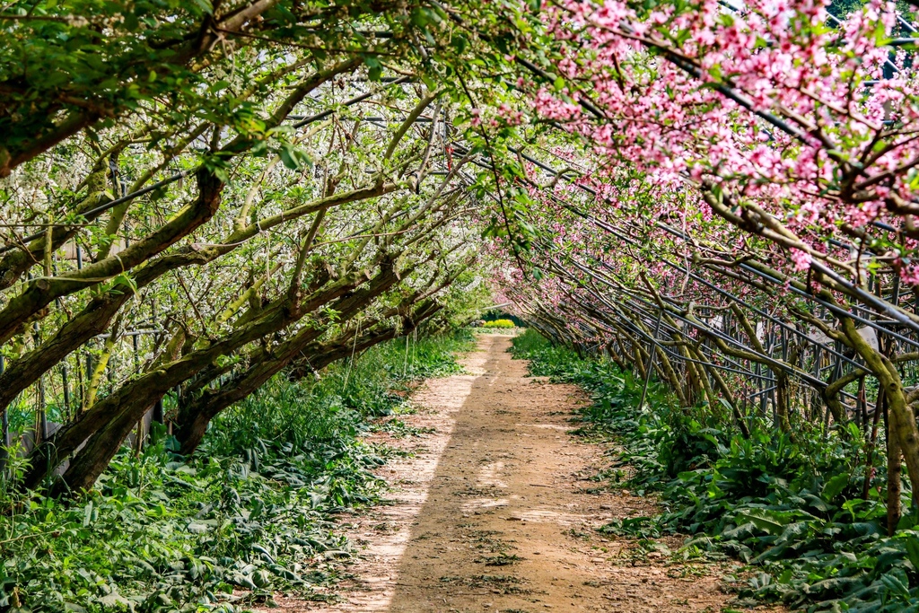不能錯過的南投仁愛鄉景點-到國立臺灣大學山地實驗農場(台大梅峰農場)欣賞超美桃花廊、採水蜜桃 不能錯過的南投仁愛鄉景點-到國立臺灣大學山地實驗農場(台大梅峰農場)欣賞超美桃花廊、採水蜜桃