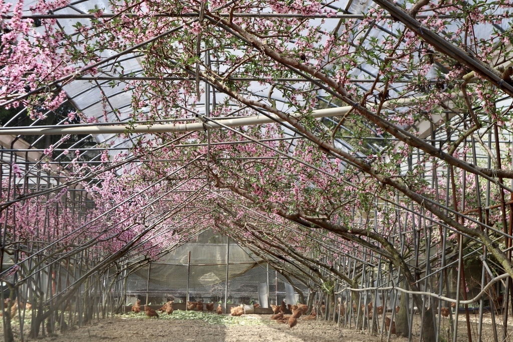 不能錯過的南投仁愛鄉景點-到國立臺灣大學山地實驗農場(台大梅峰農場)欣賞超美桃花廊、採水蜜桃 不能錯過的南投仁愛鄉景點-到國立臺灣大學山地實驗農場(台大梅峰農場)欣賞超美桃花廊、採水蜜桃