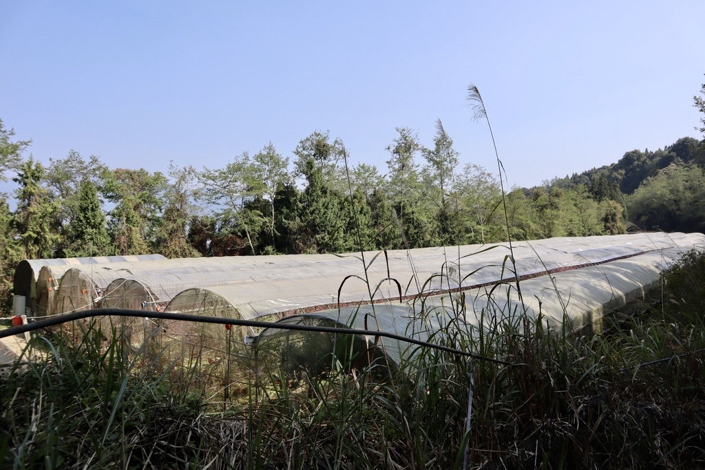 不能錯過的南投仁愛鄉景點-到國立臺灣大學山地實驗農場(台大梅峰農場)欣賞超美桃花廊、採水蜜桃 不能錯過的南投仁愛鄉景點-到國立臺灣大學山地實驗農場(台大梅峰農場)欣賞超美桃花廊、採水蜜桃