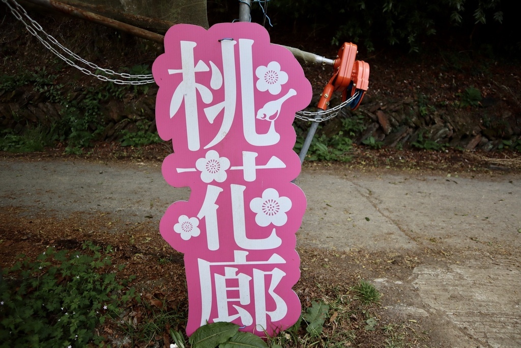 不能錯過的南投仁愛鄉景點-到國立臺灣大學山地實驗農場(台大梅峰農場)欣賞超美桃花廊、採水蜜桃 不能錯過的南投仁愛鄉景點-到國立臺灣大學山地實驗農場(台大梅峰農場)欣賞超美桃花廊、採水蜜桃