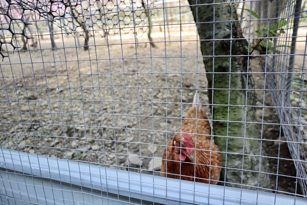 不能錯過的南投仁愛鄉景點-到國立臺灣大學山地實驗農場(台大梅峰農場)欣賞超美桃花廊、採水蜜桃 不能錯過的南投仁愛鄉景點-到國立臺灣大學山地實驗農場(台大梅峰農場)欣賞超美桃花廊、採水蜜桃