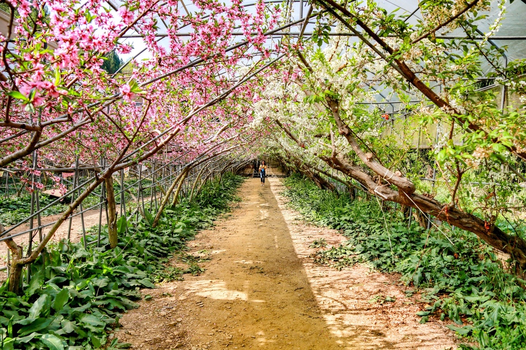 不能錯過的南投仁愛鄉景點-到國立臺灣大學山地實驗農場(台大梅峰農場)欣賞超美桃花廊、採水蜜桃