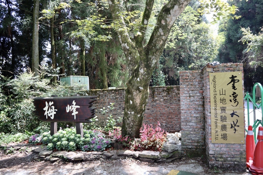 不能錯過的南投仁愛鄉景點-到國立臺灣大學山地實驗農場(台大梅峰農場)欣賞超美桃花廊、採水蜜桃 不能錯過的南投仁愛鄉景點-到國立臺灣大學山地實驗農場(台大梅峰農場)欣賞超美桃花廊、採水蜜桃