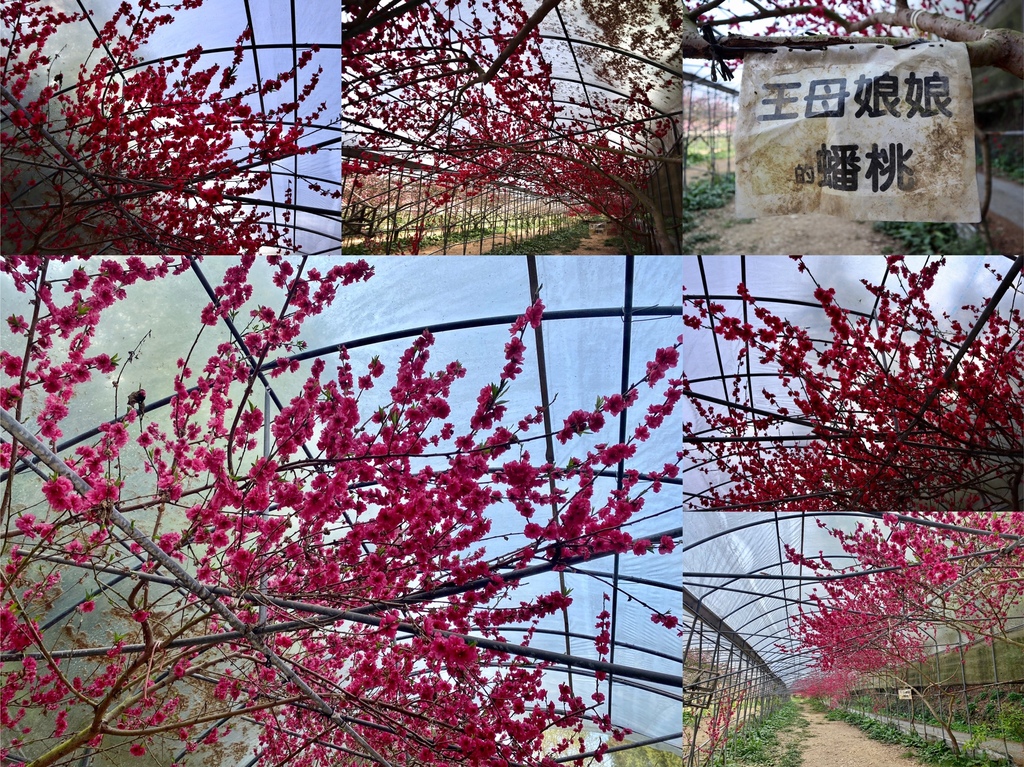 不能錯過的南投仁愛鄉景點-到國立臺灣大學山地實驗農場(台大梅峰農場)欣賞超美桃花廊、採水蜜桃 不能錯過的南投仁愛鄉景點-到國立臺灣大學山地實驗農場(台大梅峰農場)欣賞超美桃花廊、採水蜜桃