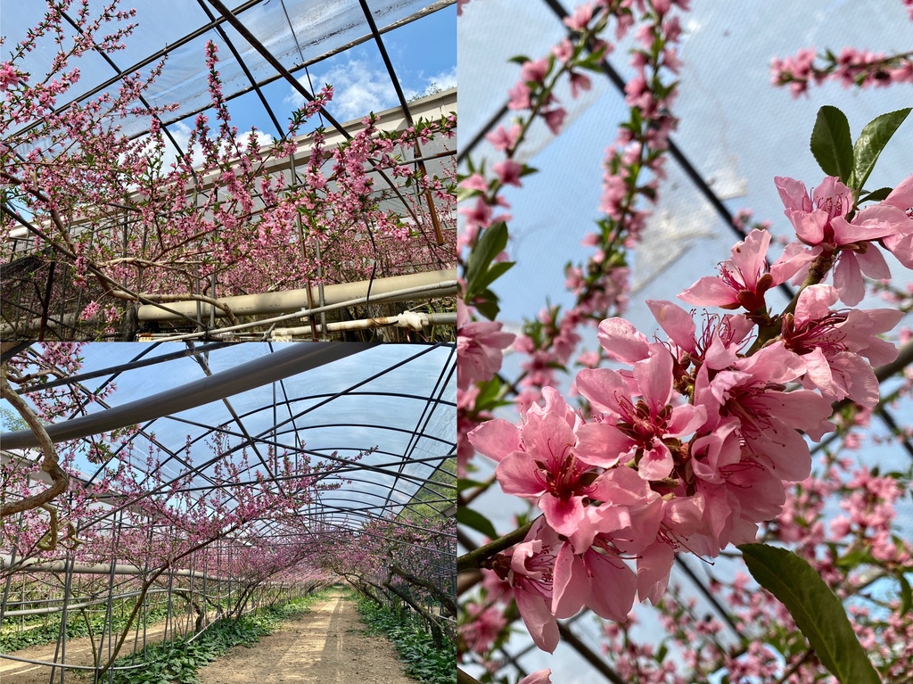 不能錯過的南投仁愛鄉景點-到國立臺灣大學山地實驗農場(台大梅峰農場)欣賞超美桃花廊、採水蜜桃 不能錯過的南投仁愛鄉景點-到國立臺灣大學山地實驗農場(台大梅峰農場)欣賞超美桃花廊、採水蜜桃